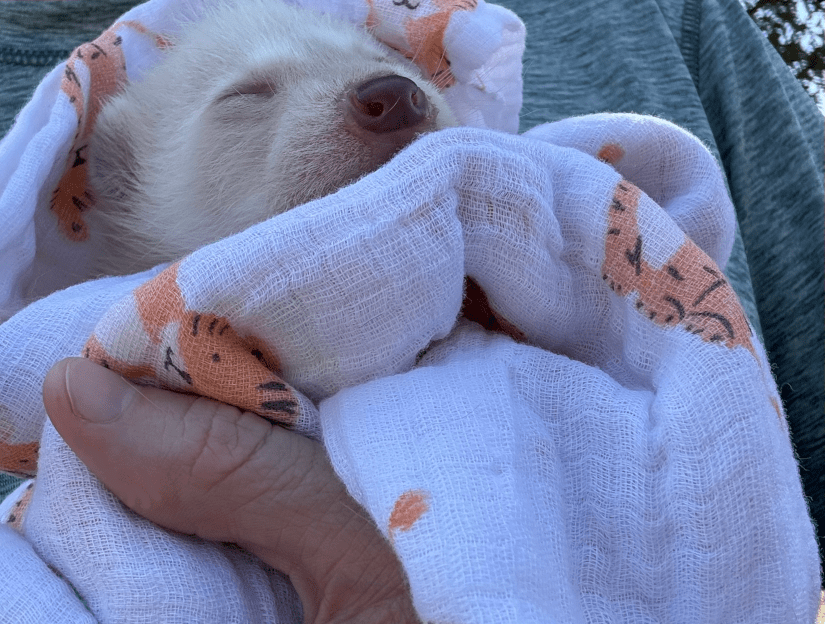 Leon the blonde leucistic raccoon
