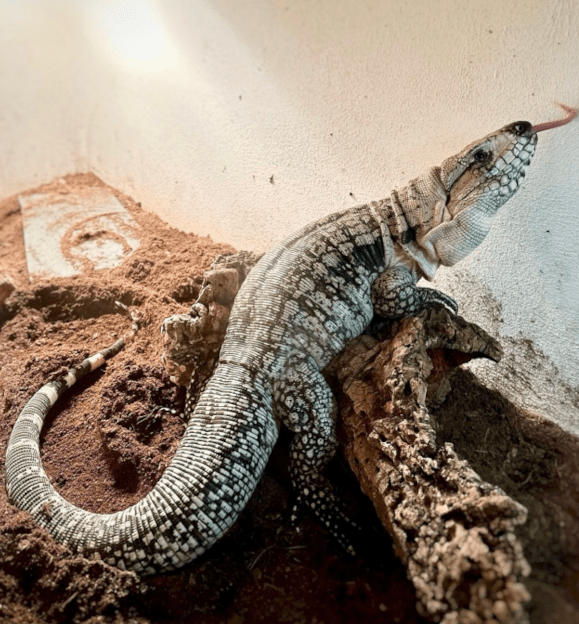 Ursula the Argentine tegu